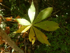 Aesculus glabra arguta