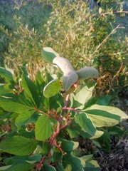 Paeonia mascula