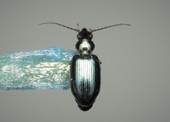 Bembidion latinum