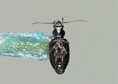 Bembidion latinum