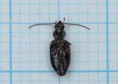 Bembidion latinum