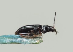 Bembidion latinum