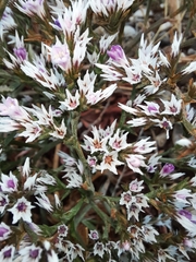 Goniolimon rubellum