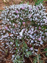 Goniolimon rubellum