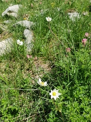 Anemone pavoniana