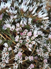 Goniolimon rubellum