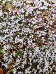 Goniolimon rubellum