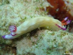 Hypselodoris violabranchia