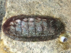 Chiton tuberculatus