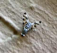 Pseudotephritis approximata