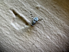 Pseudotephritis approximata