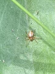 Araneus pratensis