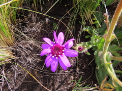 Senecio macrocephalus