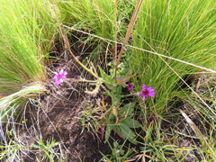 Senecio macrocephalus