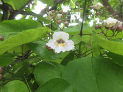 Catalpa