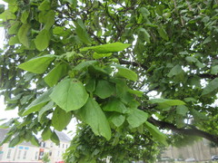 Aphididae