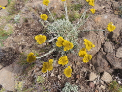 Helichrysum subglomeratum
