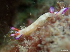 Hypselodoris violabranchia
