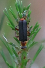 Cantharis nigricans
