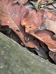 Craugastor stejnegerianus