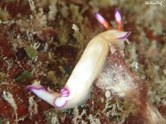 Hypselodoris violabranchia