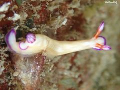 Hypselodoris violabranchia
