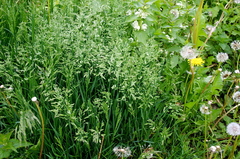 Poa pratensis