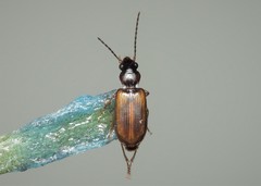 Anthracus consputus