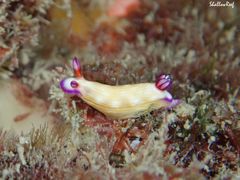 Hypselodoris violabranchia