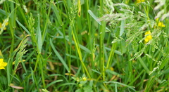 Poa pratensis