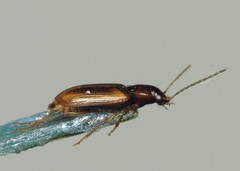 Anthracus consputus