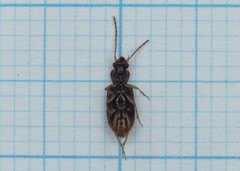 Anthracus consputus