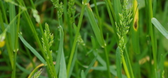 Poa pratensis