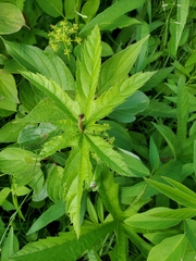 Filipendula rubra