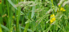 Poa pratensis