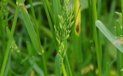 Poa pratensis
