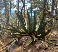 Agave atrovirens atrovirens