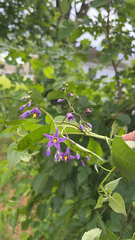 Solanum dulcamara