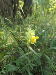 Rhinanthus serotinus