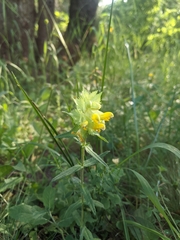 Rhinanthus serotinus