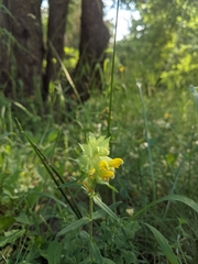 Rhinanthus serotinus
