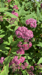 Spiraea japonica