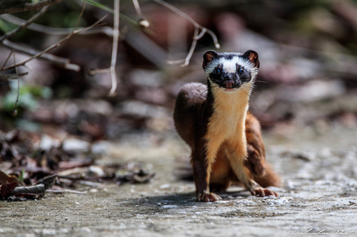 Long-tailed Weasel, photo 6 of 9
