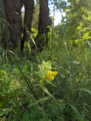 Rhinanthus serotinus