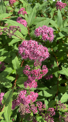 Spiraea japonica