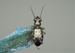 Asaphidion flavipes
