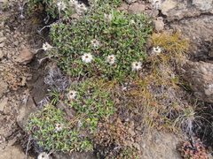 Helichrysum marginatum