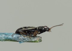 Asaphidion flavipes
