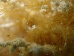 Myrionema amboinense