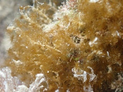 Myrionema amboinense